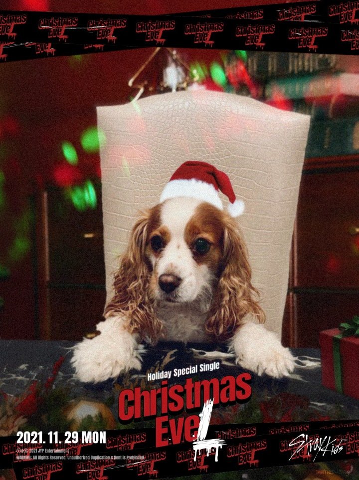 somesunng's tweet image. Christmas EveL 🎄

#베리 #BERRY #까미 #KKAMI
#스트레이키즈 #StrayKids