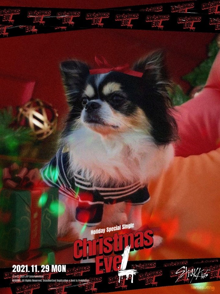somesunng's tweet image. Christmas EveL 🎄

#베리 #BERRY #까미 #KKAMI
#스트레이키즈 #StrayKids