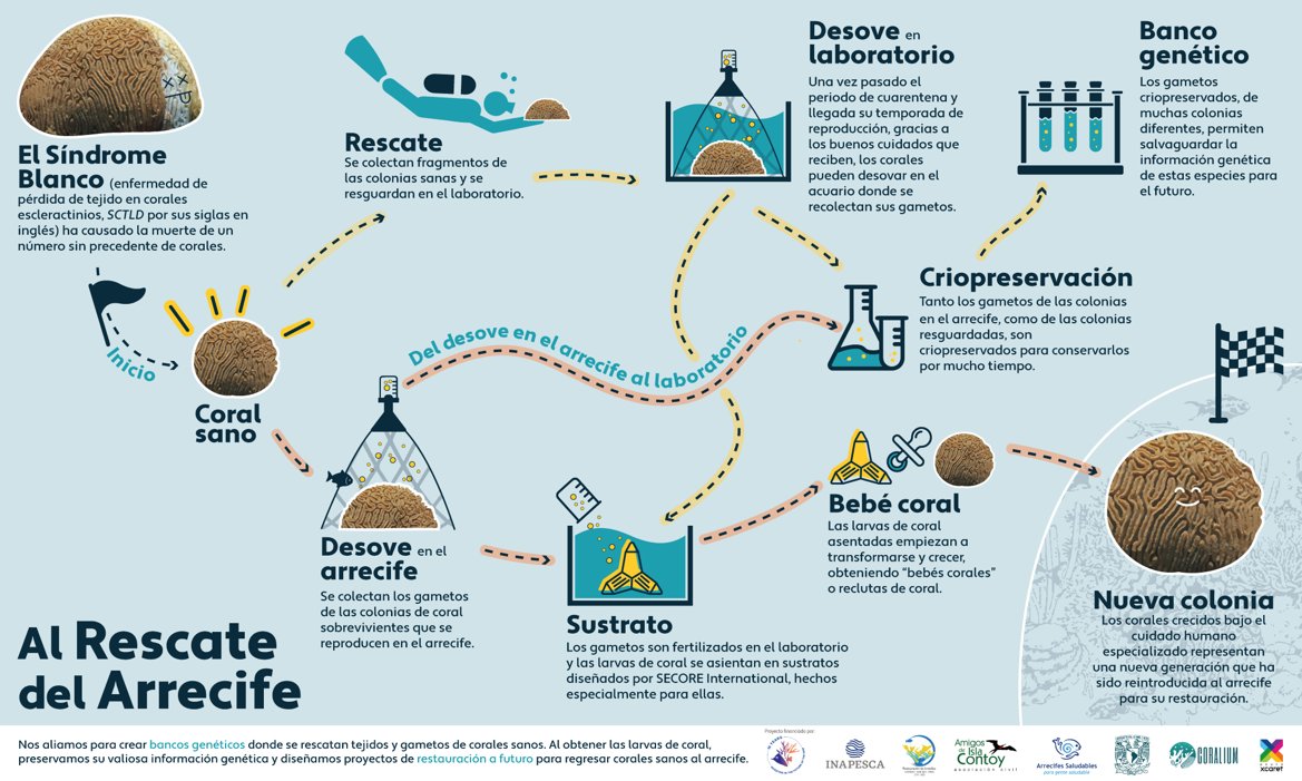 Have you seen our search ads for #corals yet? In this infographic we explain how your reports serve us. We seek to rescue donor colonies, produce coral recruits and cryopreserve gametes to rescue this valuable genetic information.