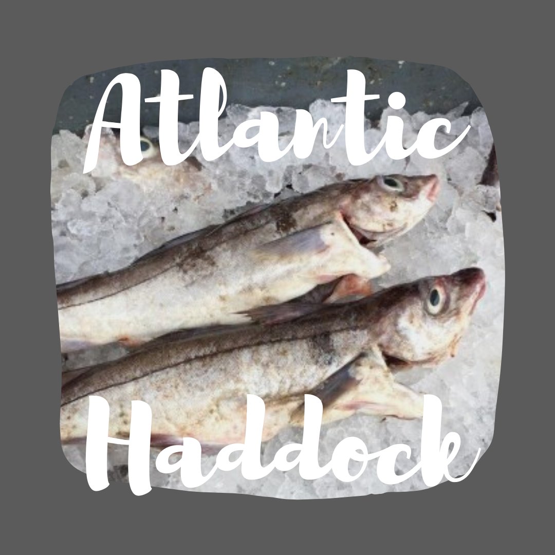 It's our final week this season, and our Catch of the Week is Gulf of Maine Haddock!