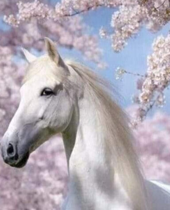 66666maviii_'s tweet photo. Yüreğim, sadece seni bilen ve anlayanla otur. Sadece çiçek açmış bir ağacın altına otur. #Rumi 💙 https://t.co/SInoyj216K