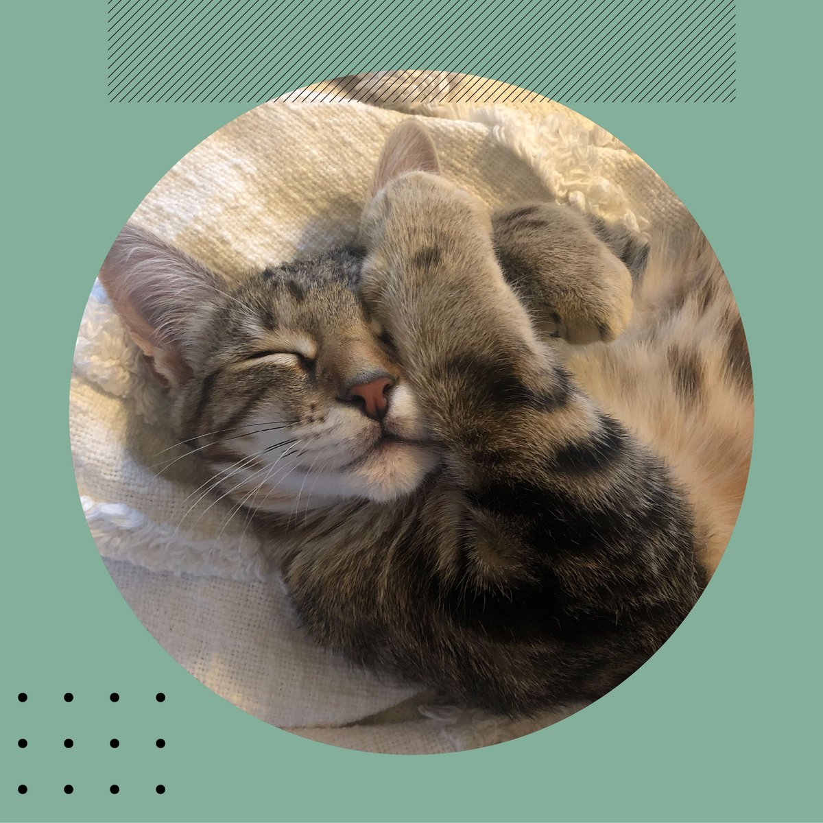 #WFAF with Oliver, Ashley’s at home personal assistant! Work from Anywhere Fridays (WFAF) means each of our team members can create a unique and personally inspiring environment to produce their best work!