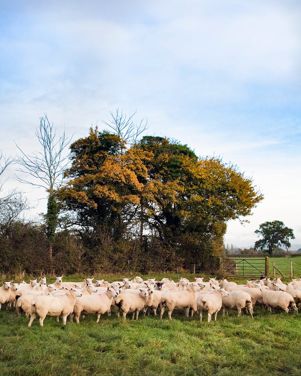 Barber's Cheesemakers tweet media