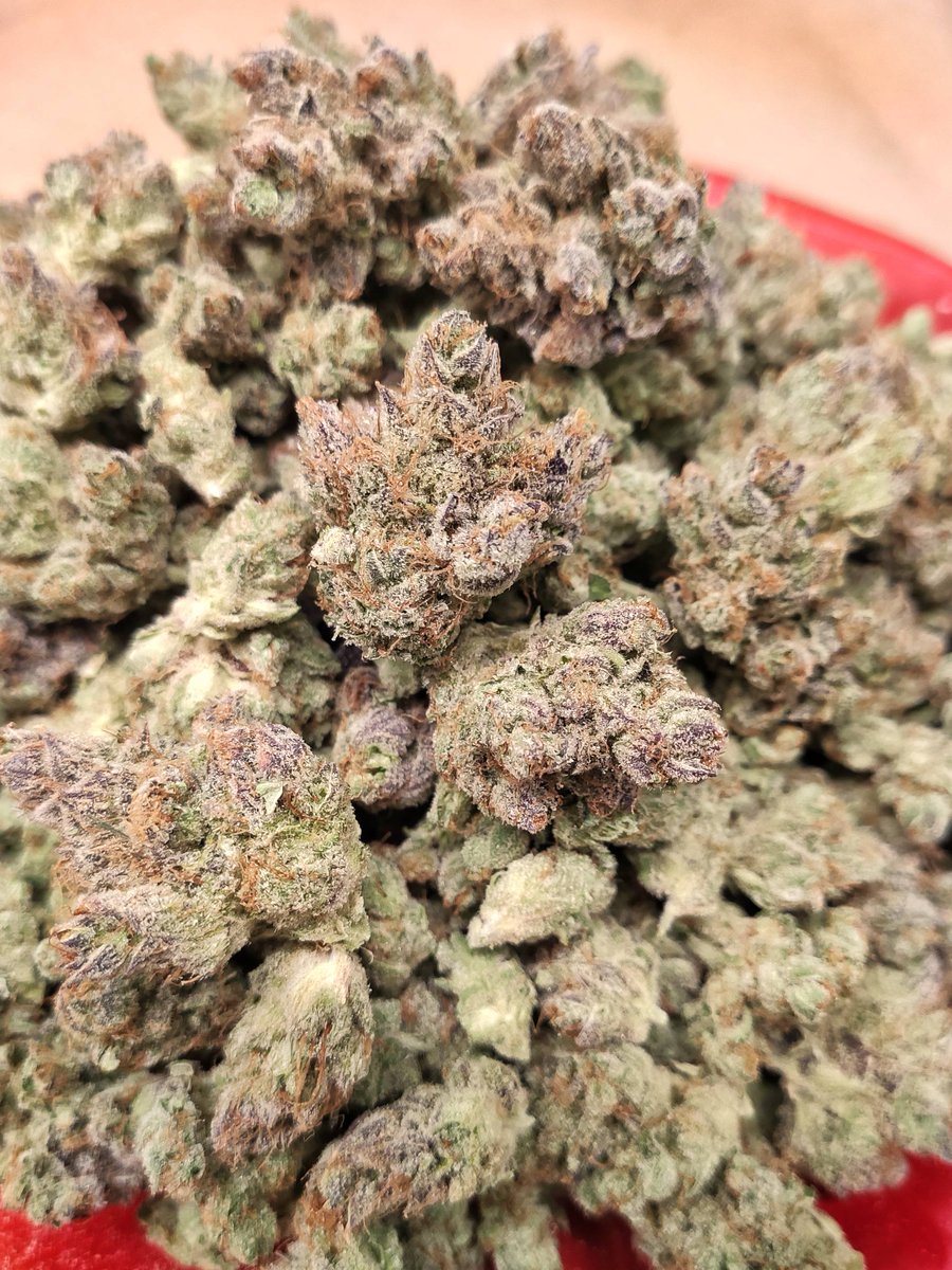 AlicantoGardens's tweet photo. With buds like these hand trimming for is actually incredibly satisfying ☺️. Although after 3 weeks my hand is starting to hurt 😋.
#handtrimming #cannabis #AlicantoGardens #BlueIguana https://t.co/BsH4gdBzo7