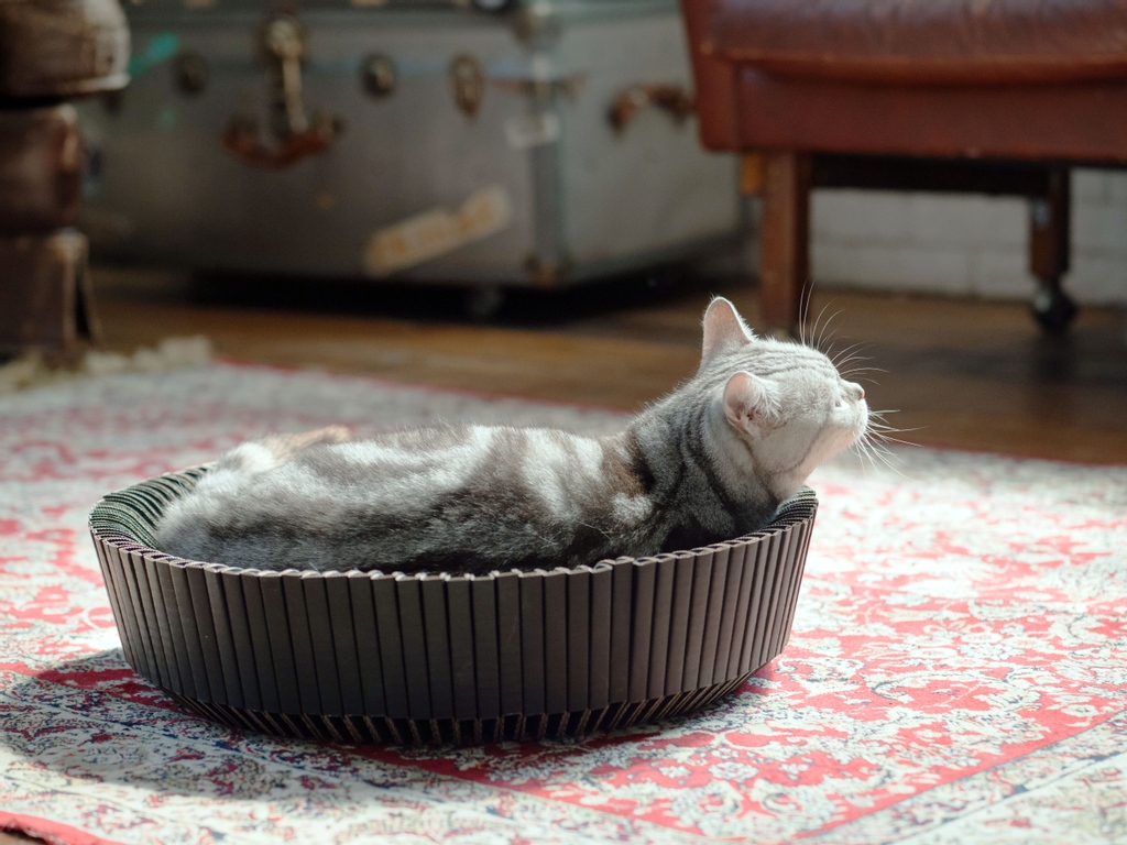 katriscat's tweet photo. There is always something to be thankful for.
#newcolor #newcolorlaunch#comingsoon #newrelease #preorder #newrealease #catlifestyle
#meow #catlove #ilovemycat #catlife #catscratcher #catbed #catfurniture #katrisnest #rubmyback #katris #katriscat https://t.co/ojG1Qrl4e7