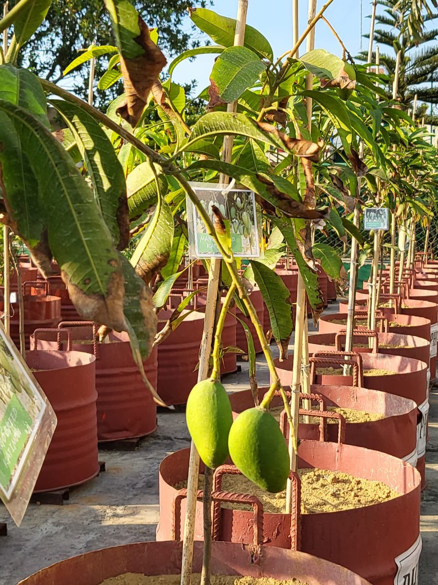 jonchaplin's tweet photo. Those are mango trees, in case you were wondering. Latest update from @MdZahirPhp #shiprecycling @dharmesh_jani3 https://t.co/LOgnJTcAgU