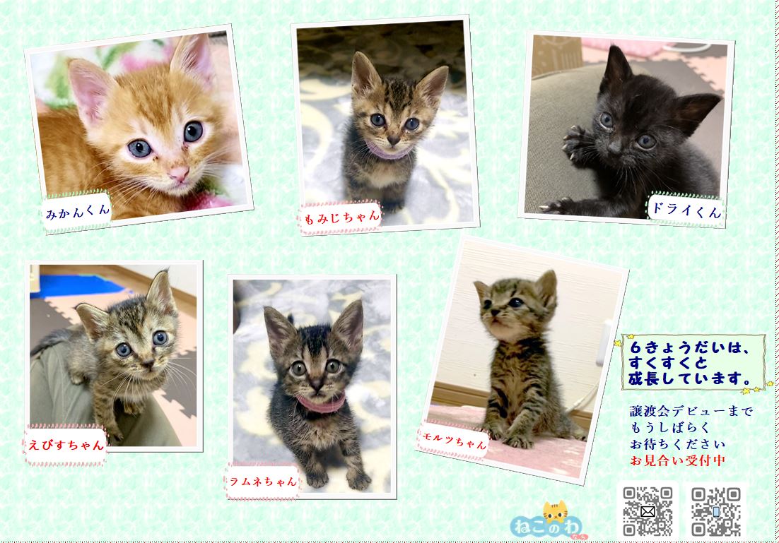 ねこのわ なら Zjedm8wbsuajvqs Twitter ねこのわ なら Zjedm8wbsuajvqs Twitter