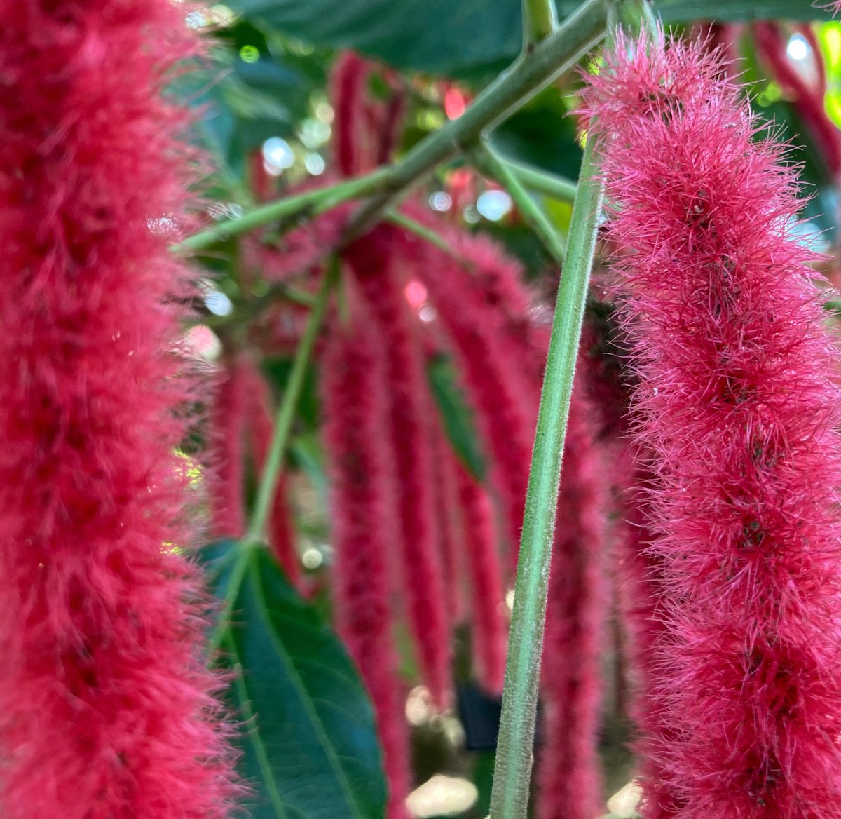 arborist_saku's tweet image. ベニヒモノキ。まじもっふもふの花。もふもふすぎてベニモフノキの方が相応しいのではないかと思案する日々。
#Chenilleplant #ベニヒモノキ #調布市 #神代植物公園 #トウダイグサ科