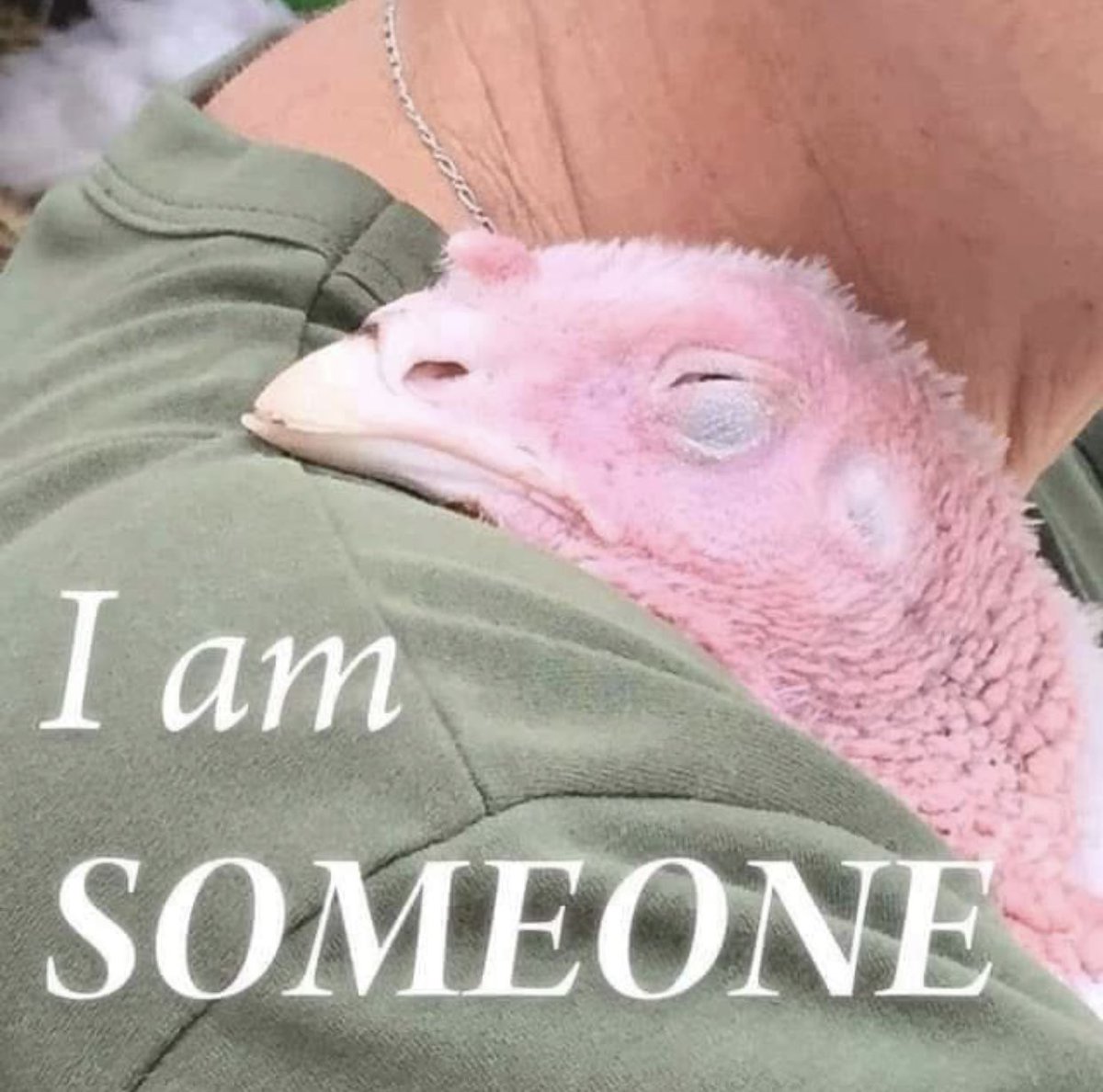 #GoVegan #veganfortheanimals #veganforlife