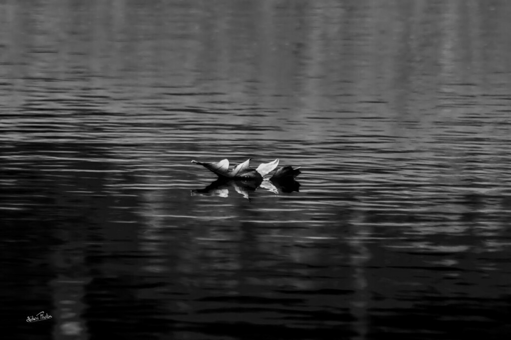 PhotosSikes's tweet photo. Sometimes life can feel as lonely as a leaf drifting down a stream.
#raw_minimal #raw_bnw #lonely #bnw #bnwfineart https://t.co/aV8GfxksVN https://t.co/IVxIvDTs3x