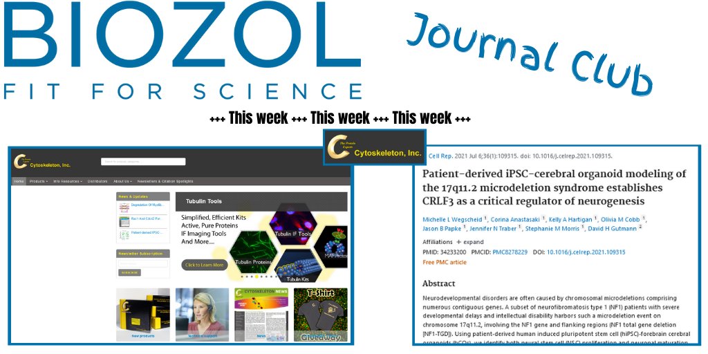 BIOZOL_GmbH's tweet photo. Latest findings by Wegscheid et al. identify a causative gene within the NF1-TGD locus responsible for hCO neuronal abnormalities and autism in children with neurofibromatosis type 1. https://t.co/6Mt7IM57Bl #CRLF3 @cytoskeleton #autism #stemcells #microdeletion #neurons https://t.co/L7BQWTcKsy