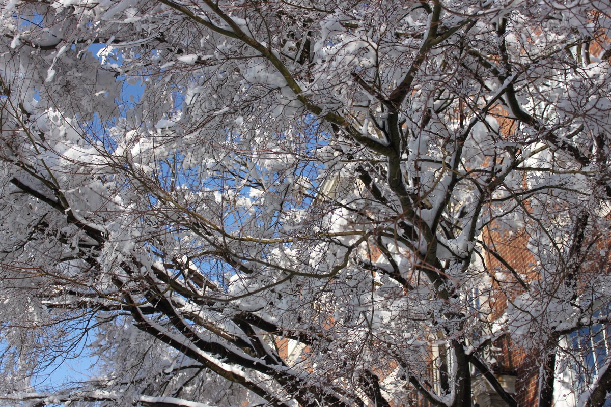 AdelphiU's tweet image. Thanksgiving is over! You know what that means... #WinterAtAdelphi is getting closer! ❄️