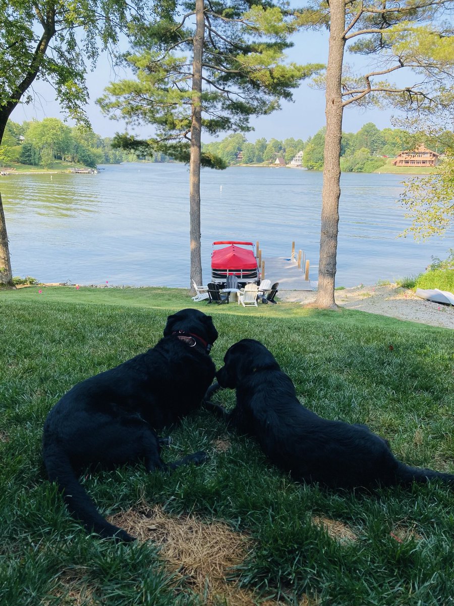 dogcatdr's tweet photo. @canineorg https://t.co/rijyruv76Q