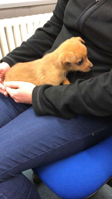 Is this your puppy? Officers would like to reunite this puppy with its owner and are asking anyone with information to come forward. The female puppy was found in the Red Lodge area. Proof of ownership will be required. Contact PC 1830 BURTON, Philip.Burton@suffolk.police.uk