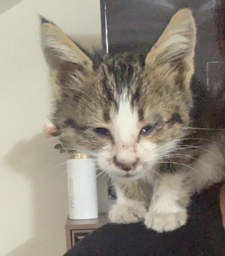 h7qql's tweet photo. تبنييي مستعجللل القط أنطرد برا البيت
كتن مبدئياً خالي من الامراض لكن يحتاج رضاعة ووالبنت ماتقدر تخليه عندها ابداً ،، ساعدونا نلقى متبني اليوم  ،، رتويت ببليز  💔💔 https://t.co/n4ftn67uvj