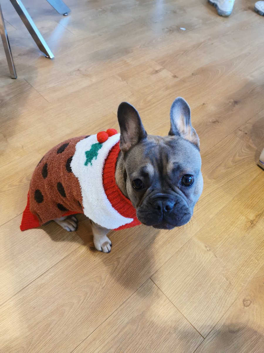 MonaTheBatPig's tweet photo. My little Christmas pudding #monathebatpig #Frenchie #frenchbulldog #batpig #puppy #puppylove #babyhippo #dogsoftwitter #frenchiesoftwitter #dogslife #bluefawn #christmas #pudding @PetsatHome #vipfurbabies https://t.co/uwU5oJ8laH