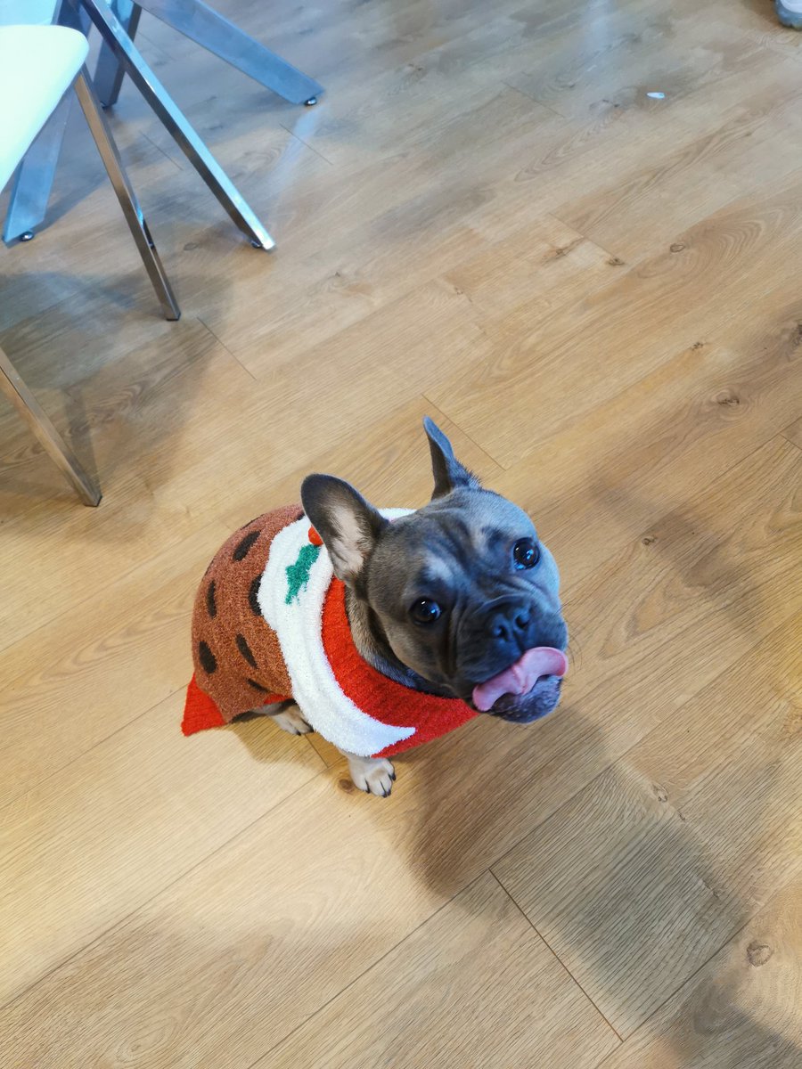 MonaTheBatPig's tweet photo. My little Christmas pudding #monathebatpig #Frenchie #frenchbulldog #batpig #puppy #puppylove #babyhippo #dogsoftwitter #frenchiesoftwitter #dogslife #bluefawn #christmas #pudding @PetsatHome #vipfurbabies https://t.co/uwU5oJ8laH