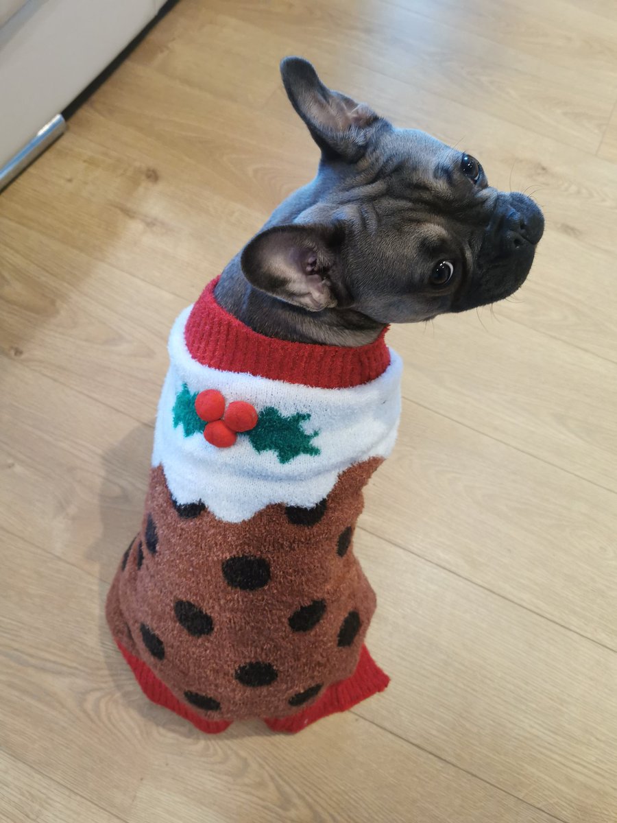 MonaTheBatPig's tweet photo. My little Christmas pudding #monathebatpig #Frenchie #frenchbulldog #batpig #puppy #puppylove #babyhippo #dogsoftwitter #frenchiesoftwitter #dogslife #bluefawn #christmas #pudding @PetsatHome #vipfurbabies https://t.co/uwU5oJ8laH