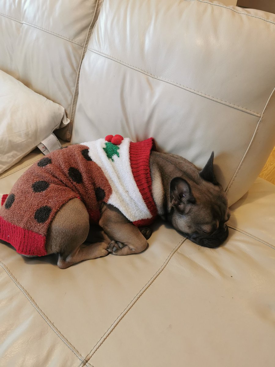 MonaTheBatPig's tweet photo. My little Christmas pudding #monathebatpig #Frenchie #frenchbulldog #batpig #puppy #puppylove #babyhippo #dogsoftwitter #frenchiesoftwitter #dogslife #bluefawn #christmas #pudding @PetsatHome #vipfurbabies https://t.co/uwU5oJ8laH