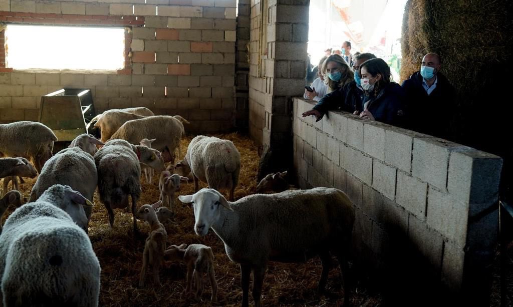 IdiazAyuso's tweet photo. La España vaciada es una España olvidada, despoblada.

Nos enfangamos en mensajes de progres de ciudad que se olvidan de dónde viene lo que comen ellos y sus familias, y los sacrificios que les cuesta a otros españoles producirlos.  

Ayuda y seguridad para el campo y sus gentes. https://t.co/tBa4sRNOGi