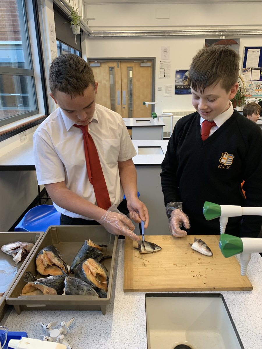 So good to see students so keen to do practical in science that they even bring in their own fish heads.