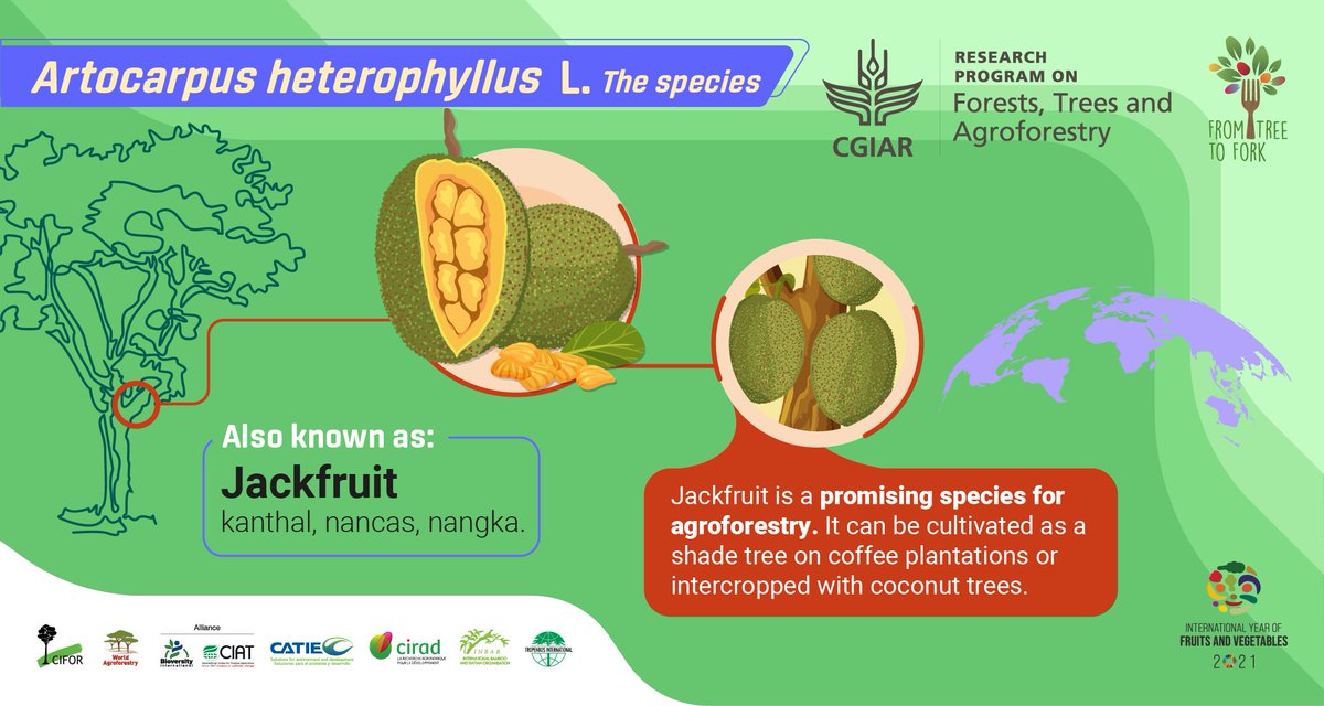 FTA_Partnership's tweet photo. #FromTreeToFork 🌳 ➡️ 🍽️
Jackfruit is a promising species for agroforestry.🌱 It can be cultivated as a shade tree on coffee plantations or intercropped with coconut trees. 🌴
🔍 More on jackfruit and other #treefood species: https://t.co/pHd8v2Qtje
#IYFV2021 https://t.co/s1dIG3YWhH