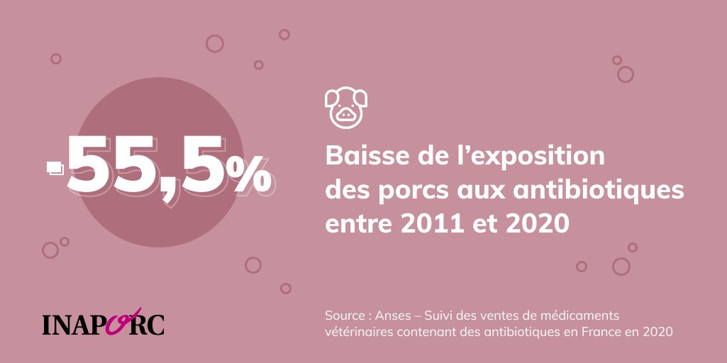 Cette année encore, les résultats de l'<a href="/ANSES/">ANSES</a> reflètent l'engagement des éleveurs de porcs pour une diminution de l'utilisation d'antibiotiques en #élevage.
