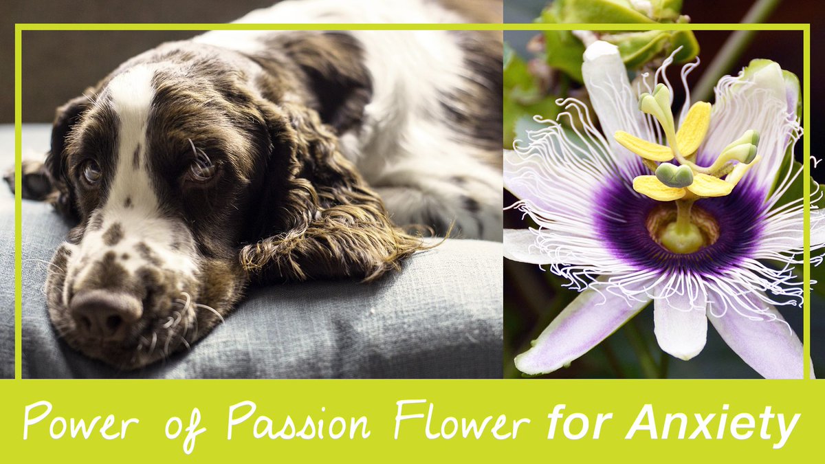 When it comes to helping dogs deal with stressful situations like hectic holidays or vet visits, science &amp; TCM agree: passion flower works wonders, especially when combined with other calming herbs! buff.ly/3w94Pu5 #calmmydog #doganxietyrelief