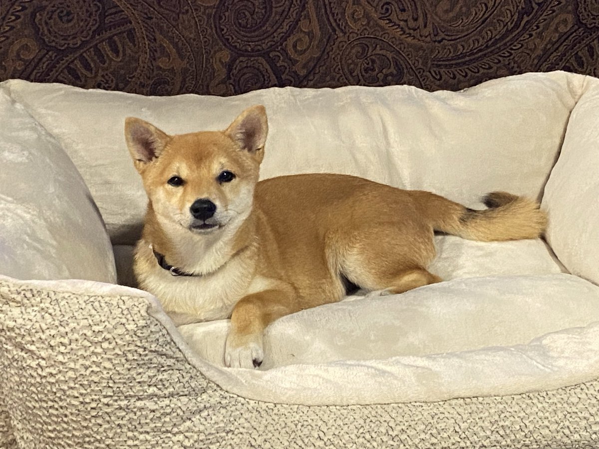 Perry829's tweet photo. Tess …. Does only good everyday! https://t.co/iHyIQ9EwHW