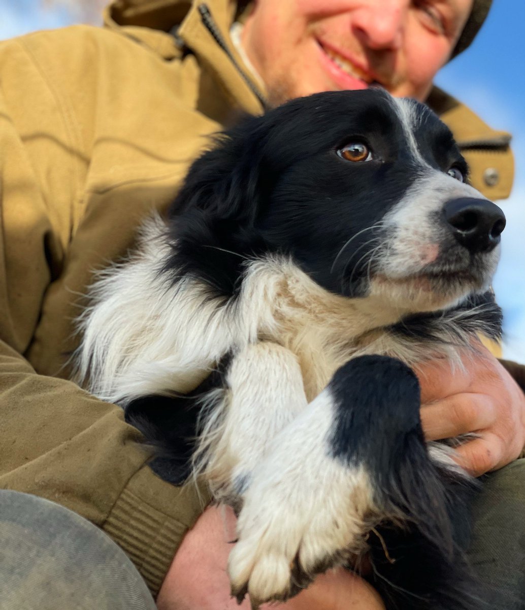 When working sheep, never take your eyes off the prize.. #sheepdog #sheepfarmer #shepherdess #bordercollie