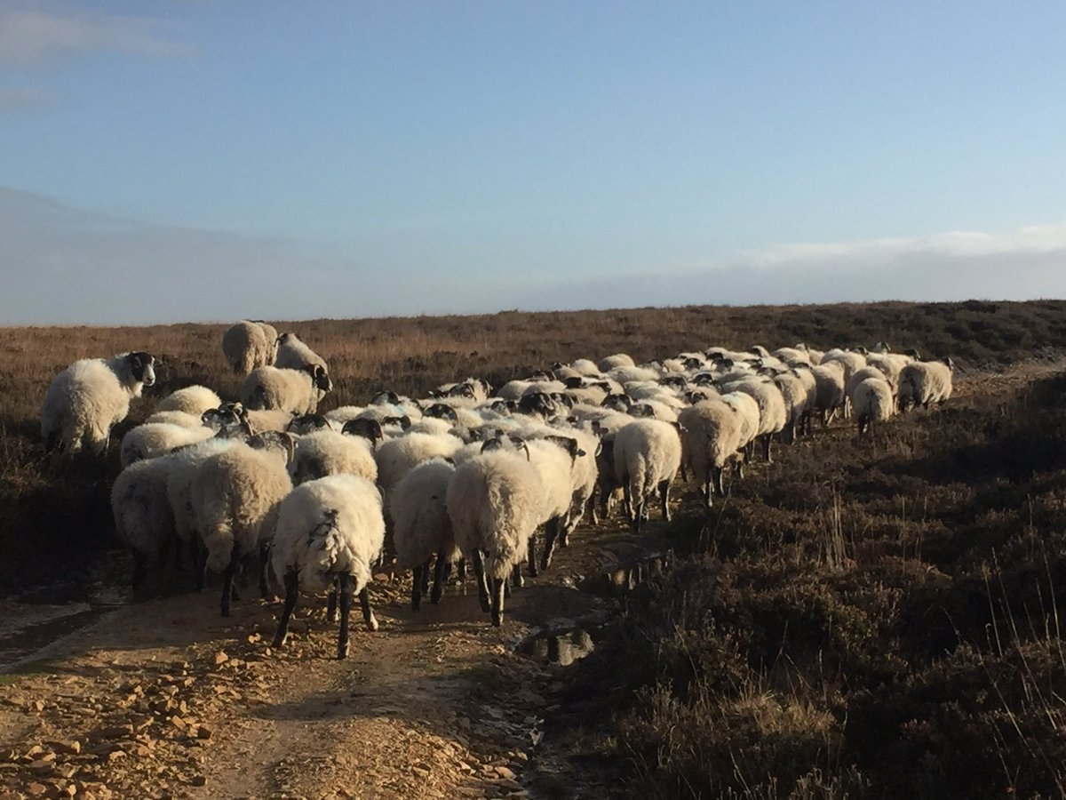 All moor ewes gathered in before the storm ready for tupping next job sorting tupping batches for single sire mating #performanceswale #sheep365 #hillsheep