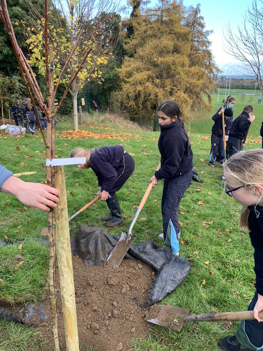 StGS_JSHead's tweet photo. A fantastic afternoon with our Std 5 girls and boys planting 12 trees in the school grounds as part of the “Bugs, Bees and Native Trees” environmental project. Hard work but great fun! https://t.co/Wyngm7eGAb