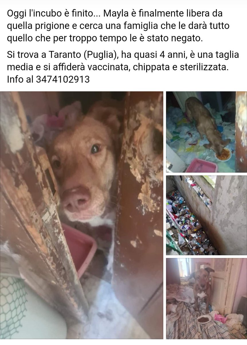 zampa_qua's tweet photo. STRAURGENTISSIMO 🆘🆘🆘🆘☎️347 4102913🐕MAYLA E MERAVIGLIOSA (leggete)🔽😔 ABBANDONATA DALLA FAMIGLIA,HA VISSUTO PER 3 ANNI COSI, RECUPERATA ORA CERCA UNA BELLA FAMIGLIA E TANTO AMORE ,FACCIAMO QUESTO MIRACOLO VI ASPETTA A TARANTO 򣰼􈀽𪡀PlanetSurfinia https://t.co/UUFMp7pkrd