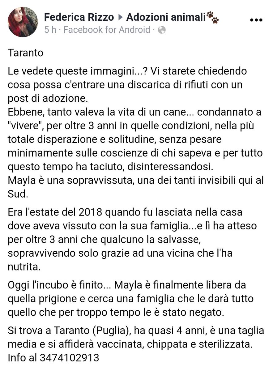 zampa_qua's tweet photo. STRAURGENTISSIMO 🆘🆘🆘🆘☎️347 4102913🐕MAYLA E MERAVIGLIOSA (leggete)🔽😔 ABBANDONATA DALLA FAMIGLIA,HA VISSUTO PER 3 ANNI COSI, RECUPERATA ORA CERCA UNA BELLA FAMIGLIA E TANTO AMORE ,FACCIAMO QUESTO MIRACOLO VI ASPETTA A TARANTO 򣰼􈀽𪡀PlanetSurfinia https://t.co/UUFMp7pkrd