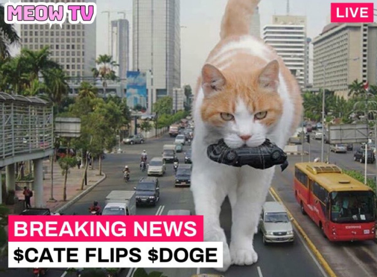 CateCoin tweet media