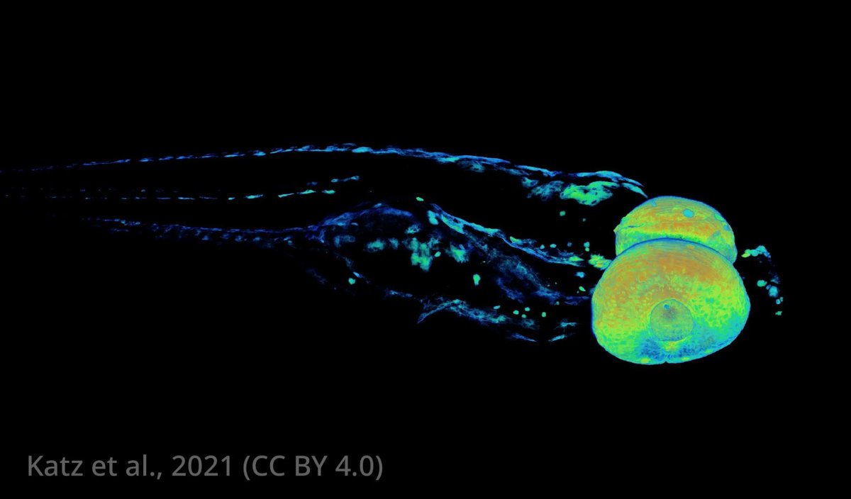 A new technique using silver to stain melanin for micro-CT imaging lets researchers analyse zebrafish pigmentation in 3D, finding subtleties missed by light microscopy elifesciences.org/articles/68920…