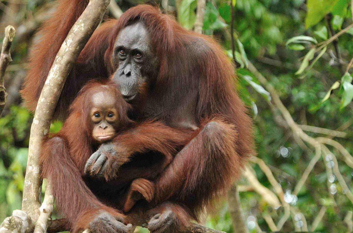 EthansPetProj's tweet photo. Today's animal of the day is the Bornean orangutan. They are critically endangered. Their numbers are down 50% in 60 years, they are losing habitat at a dangerous rate. They have lost 55% of their habitat in the last 25 years. We must act now to stop this loss!
#animaloftheday https://t.co/fcXbxVYdDu