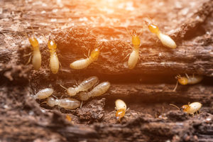 GriffinPest's tweet photo. WHERE DO TERMITES GO IN THE WINTER?

https://t.co/IpDRG8pJff https://t.co/PSZ1xbvBGr