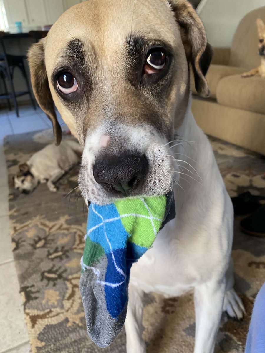 CosmicJane1's tweet photo. Seriously Colbert you too love this sock 🧦 the same sock the foster kitten Oden loves 🤣 #loldogs #catsoftwitter #dogs #dogsoftwitter #cute #goodmorning https://t.co/q7iEjEqoCb