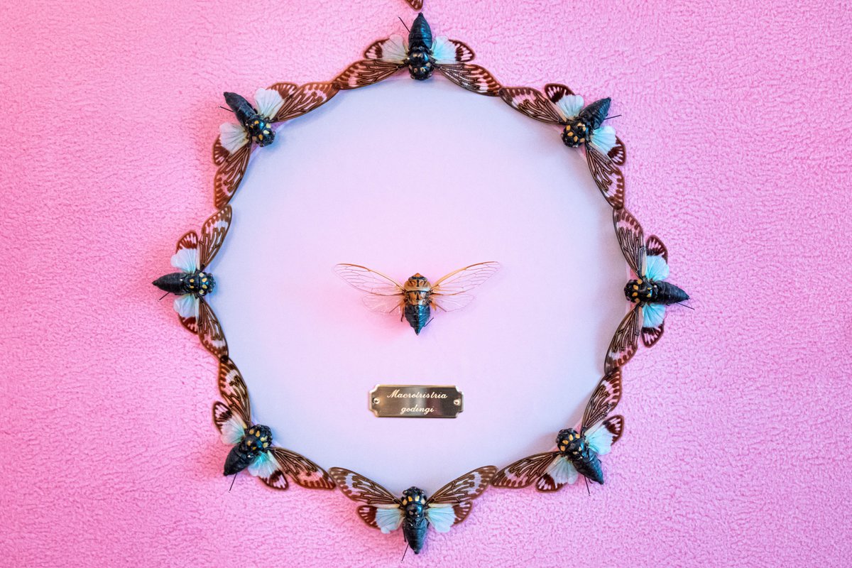 We are open today! Hours: Fri– Sun, Nov 26, 27 &amp; 28, 11am – 5pm. Explore Magicicada! A site-specific installation by Jennifer Angus. An immersive environment filled w/ patterns &amp; vignettes unexpectedly created with insects. Photo by Christine Cruz #Celebrate140 #ItsTimeForNYC