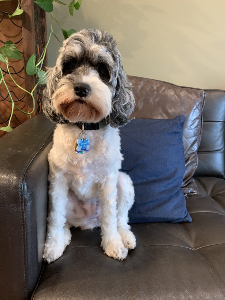 lauramschepis's tweet photo. @DavBatz @LoganLukeLloyd Maggie says Happy Thanksgiving! https://t.co/klg9gQM6Ov
