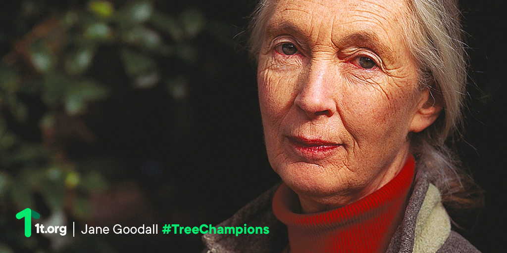 1t_org's tweet photo. This week we're celebrating #TreeChampions who have helped #ConserveRestoreGrow across the world.
After a lifetime protecting nature, primatologist @JaneGoodallInst has launched #TreesForJane, allowing everyone to help #ConserveRestoreGrow our world. https://t.co/1gGVWrbpSI https://t.co/z3QQovzuW8