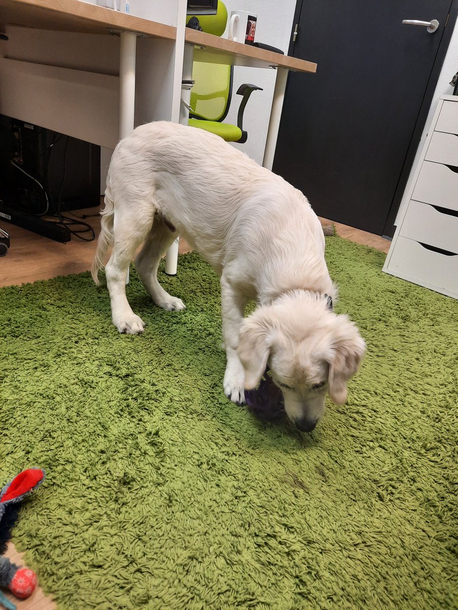 NicolasGraillon's tweet image. N'est-il pas trop mignon mon collègue de boulot ? #petatwork #petsatwork