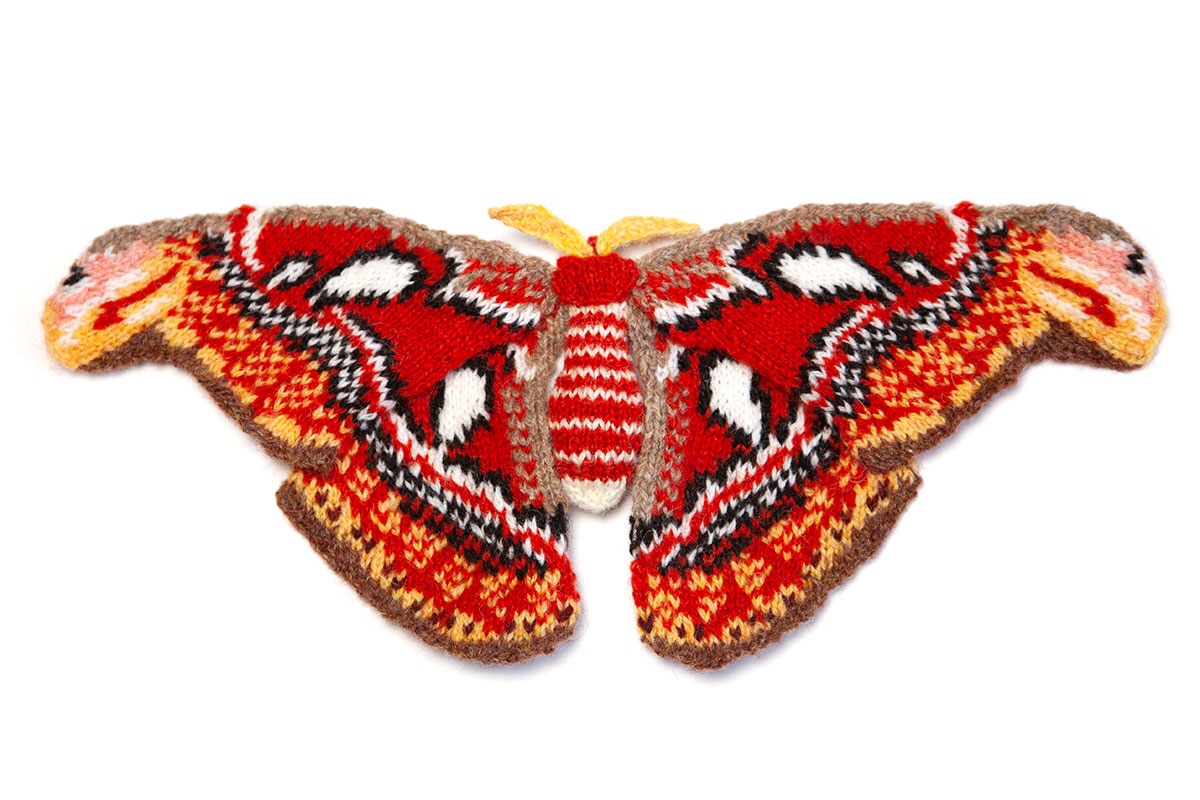 maxsworld's tweet photo. Atlas Moth, hand knitted with Shetland wool. This measures 18cm across but the real ones can measure up to 24cm across! Absolute units! https://t.co/ctyv7ONUDV