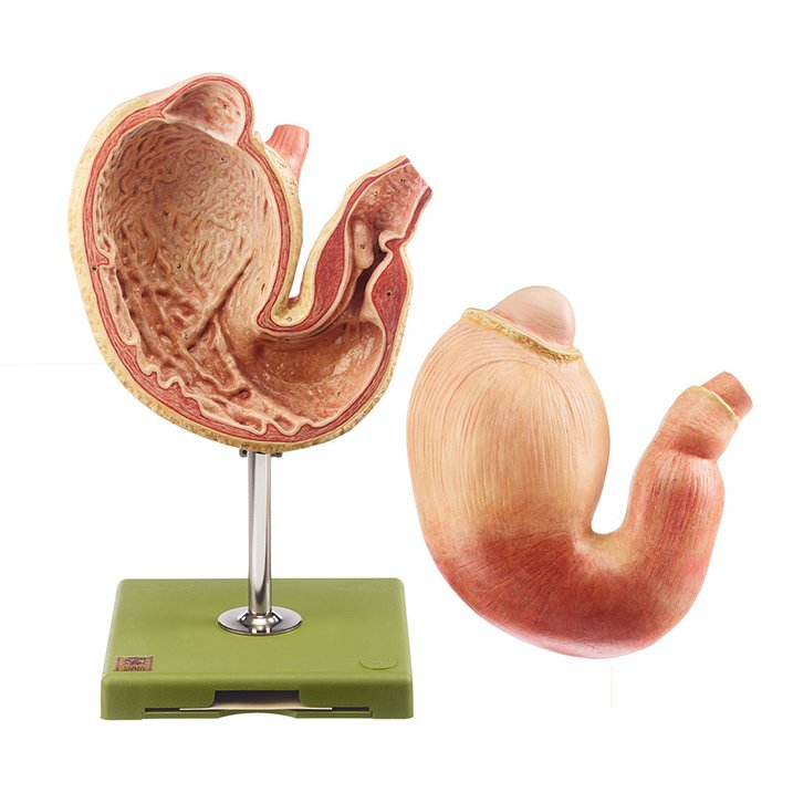 OxfordPig's tweet photo. #OSBPGCharity PIG FACT FRIDAY
The pigs stomach can hold up to 2 gallons (9 litres)
Photo: Adam Rouilly
#PigFact #Pigknowledge #Goodtoknow #fridaymorning #GoNative https://t.co/nocHXvHTls