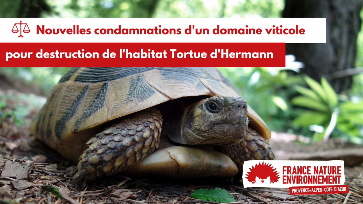 FNEPACA's tweet photo. 🥳👏[BONNE NOUVELLE DU VENDREDI]
2 nouvelles condamnations pour 1 domaine viticole qui a entrainé une perte importante d'habitat de la tortue d'Hermann dans le Var. Espérons que la réglementation sera enfin respectée par la profession ! @LaRVF_mag @plainedesmaures @OFBiodiversite https://t.co/cLb7tqHDBR