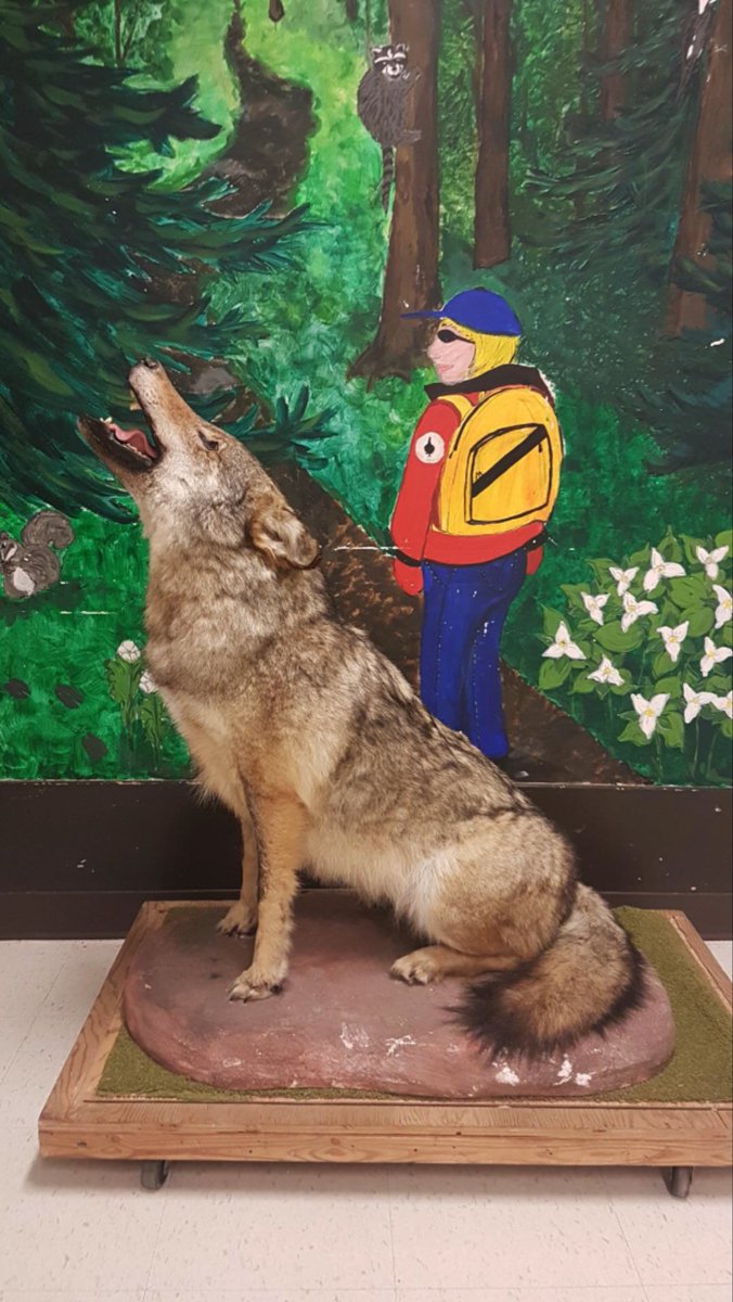YRDSBGetOut (@yrdsbgetout) on Twitter photo Welcome Akela to <a href="/YRDSB/">York Region DSB</a> - she has joined the <a href="/VivianORC/">Vivian ORC</a> team - big thanks to the Newmarket Scouting Group for the generous donation <a href="/ken_pettigrew/">Ken Pettigrew</a> <a href="/YRDSBEcoSchools/">YRDSB EcoSchools</a> <a href="/InspireOutside/">Tanya Murray (she/her)</a> <a href="/maruccig/">Gina Marucci</a> Welcome Akela to <a href="/YRDSB/">York Region DSB</a> - she has joined the <a href="/VivianORC/">Vivian ORC</a> team - big thanks to the Newmarket Scouting Group for the generous donation <a href="/ken_pettigrew/">Ken Pettigrew</a> <a href="/YRDSBEcoSchools/">YRDSB EcoSchools</a> <a href="/InspireOutside/">Tanya Murray (she/her)</a> <a href="/maruccig/">Gina Marucci</a>