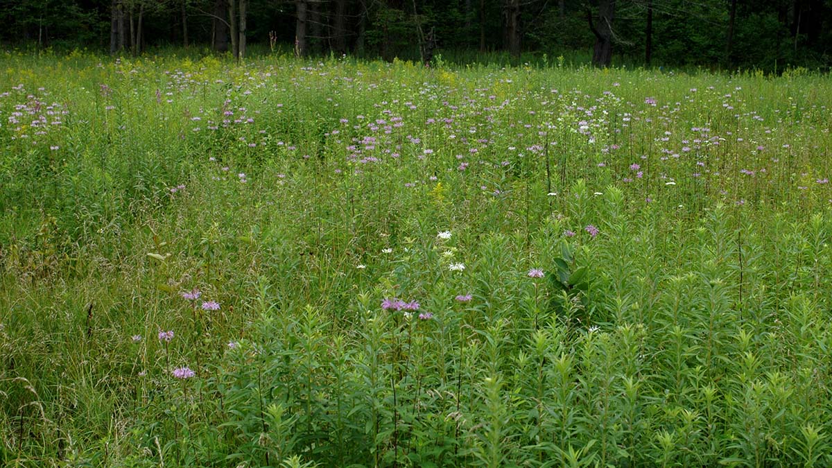 LSRCA's tweet photo. A group of landowners known as Innisfree Ltd were presented with a Healthy Land Award 🏆 as they took great pride to preserve & restore the rare Oak-Pine Savannah ecosystem on their properties.
They are #WatershedHeroes
#Consies #SavingLakeSimcoe https://t.co/QKg8u1cLOe