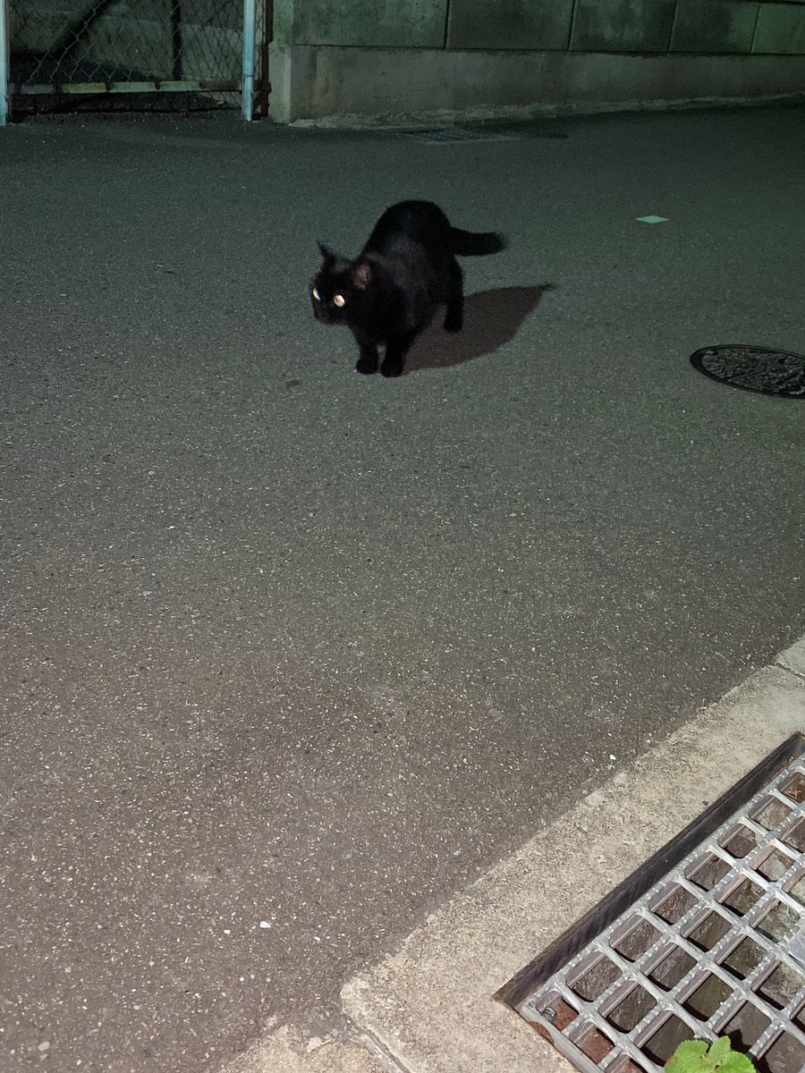 arashi03_31's tweet photo. 迷い猫のような子が家のそばにいます。
・黒猫
・3.5~4.0kgほど？
・生後7~8ヶ月ほど？
・耳カットなし
夜19:00頃からいます
 #猫  #ねこ  #迷い猫  #迷子猫  #猫探しています  #大阪府大東市 https://t.co/OaHyqgGuoz