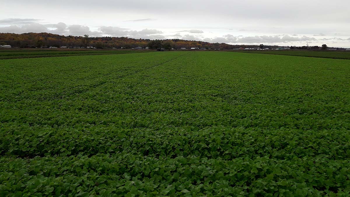 LSRCA's tweet photo. Celebrating Karat King’s dedication to the environment with a Healthy Land Award 🏆 and for using cover crops to help improve poor soil conditions, prevent wind & water erosion & increase nutrient retention.
#Consies #WatershedHeroes #SavingLakeSimcoe https://t.co/awnSUQqKGi